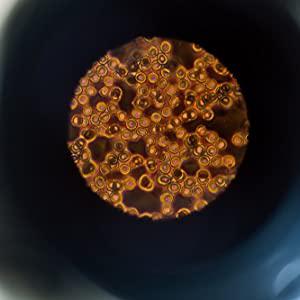 Close up of the microscope lens showing 800x magnification of a cell subject.